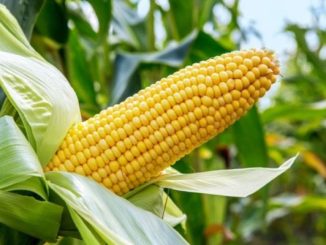 FG Releases Drought, Pest-Resistant Maize To Double Output 7 18469433 maizepreferede1530525588528 jpegc3f2d07b969bbaf6d52f3a924e5b7130