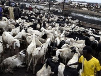 Lagos LCDA Sells Sallah Rams At ₦75,000 Subsidised Price 31 18469434 0009fc24e jpege29a4ae0ebff0975449299b6bb737f03