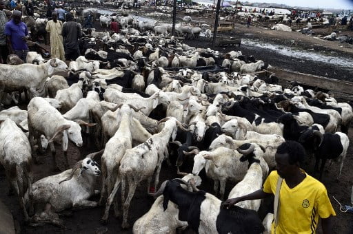 Lagos LCDA Sells Sallah Rams At ₦75,000 Subsidised Price