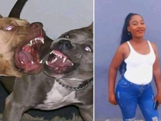 Four Pit Bulls k!ll 28-year-old woman in Bloemfontein 53 Four Pit Bulls k!ll 28-year-old woman in Bloemfontein