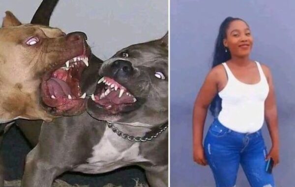 Four Pit Bulls k!ll 28-year-old woman in Bloemfontein 1 Four Pit Bulls k!ll 28-year-old woman in Bloemfontein