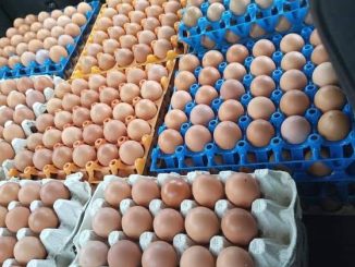 30% Poultry Farms Shut Down In Six Months – PAN 43 18531081 images20240703t133844 017 jpeg jpegd1622c834cc867fce5fd122656e01bee