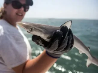 Sharks Off Brazil Coast Test Positive For Cocaine 17 990724a0 48d9 11ef 9e1c 3b4a473456a6.jpg