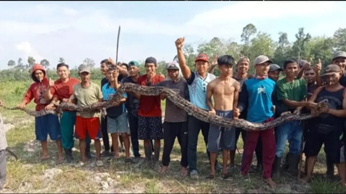 A 16-Foot Python Kills Indonesian Grandmother, Mob Carries Out Revenge (Photos) 1 A 16-Foot Python Kills Indonesian Grandmother, Mob Carries Out Revenge (Photos)