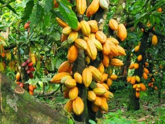 Cocoa Institute In Oyo Got ₦250M For Lagos Streetlights Project In 2024 - BudgIT 42 Cocoa Institute In Oyo Got ₦250M For Lagos Streetlights Project In 2024 - BudgIT