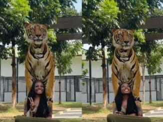 Daring woman enjoys quality time with a tiger (Video) 3 Daring woman enjoys quality time with a tiger (Video)