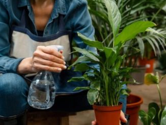 10 common mistakes that can kill your plants